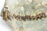 Oreodont (Eporeodon) Skull - South Dakota #217183-6